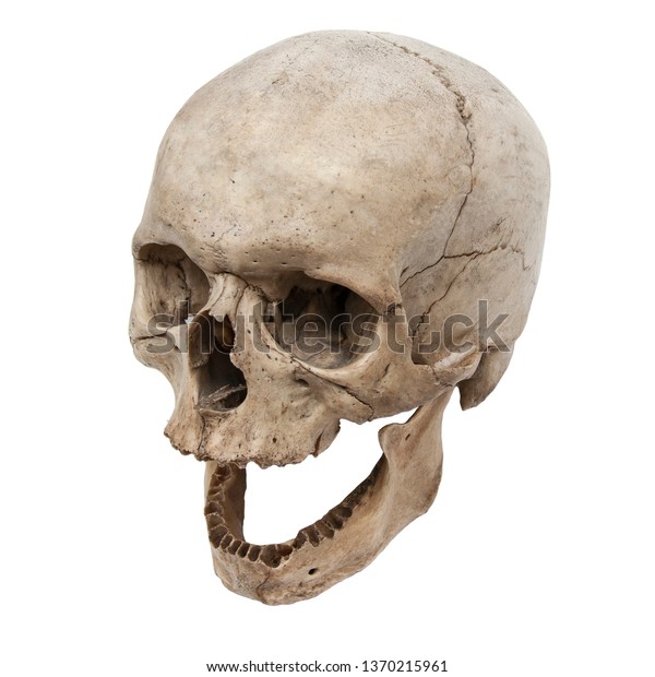 歯のない上から見た古い人間の頭蓋骨 の写真素材 今すぐ編集