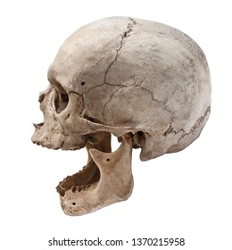 Old Human Skull View From Side Without Teeth