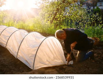 Old human worker hand sow seed sapl seedl green leaf bush row put hot life hope hobby. White cloth dirty tent roof system good dark black fresh wet fruit food crop bio eco dry humus mud frost concept - Shutterstock ID 2368539931