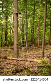 Old Hunter Tree Stand Deep In The Forest On The Edge Of The Game Trail. New York State