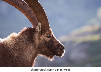 Old Ibex close up portrait