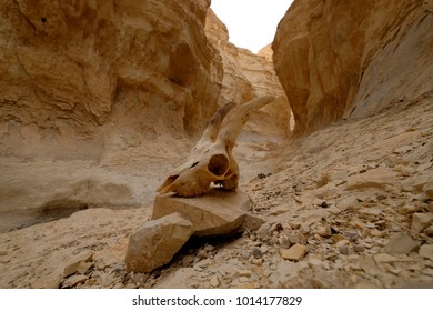 Old Ibex Skull On The Bottom Of Deep Dry Gorge, Judea Desert In Israel.