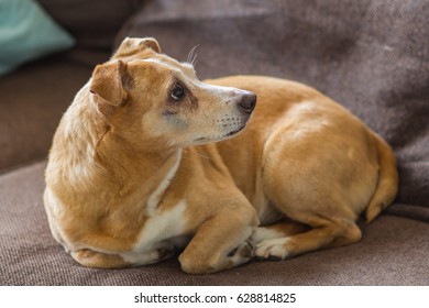 Old And Ill Dog Looks Upstairs. Jackrussellterriër