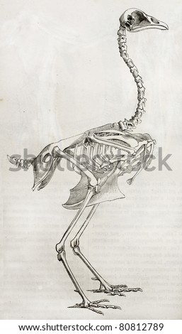 Old illustration of a cock's skeleton. By unidentified author, published on Merveilles de la Nature, Bailliere et fils, Paris, 1878
