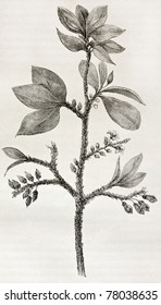 Old Illustration Of Erythroxylon Coca, The Plant Containing Cocaine Alcaloid. Created By Riou, Published On Le Tour Du Monde, Paris, 1864