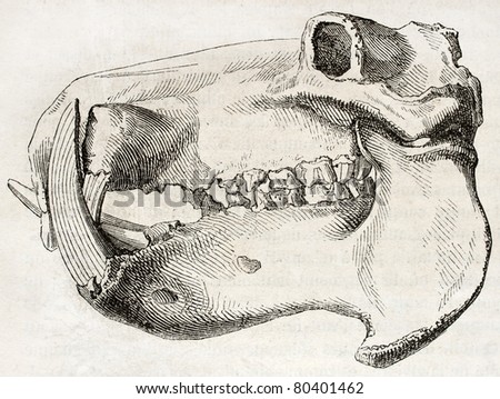 Old illustration of Hippopotamus skull. By unidentified author, published on Magasin Pittoresque, Paris, 1850