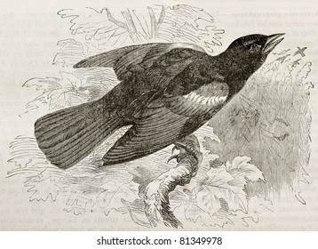 Old illustration Red  winged Blackbird (Agelaius phoeniceus)  Created by Kretschmer  published Merveilles de la Nature  Bailliere et fils  Paris  1878
