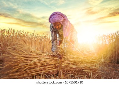 An old indian woman Farmer collecting bundles of wheat stalk ; Haryana ; India