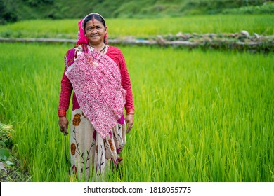 Old Indian Woman Farmer Standing In Working In The Green Fields, Smiling And Looking Into The Camera.