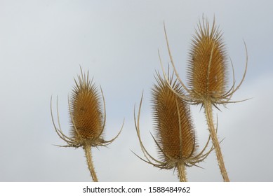 Old Inflorescences Of The Fuklker's Teasel (Dipsacus Fullonum, Family 	Caprifoliaceae) In Autumn.