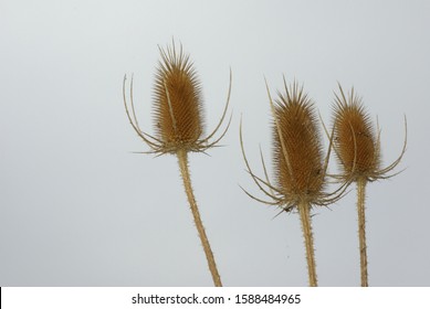 Old Inflorescences Of The Fuklker's Teasel (Dipsacus Fullonum, Family 	Caprifoliaceae) In Autumn.