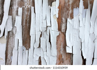 Old irradiated burnt white paint on old wooden background, ideal for background in interior in loft style
