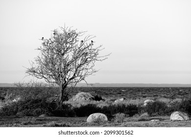 Old isolated tree with soem Fielfare birds in it on the island of Öland in Sweden. Black and white image to enhance the detail without the distraction of color. Serene lanscape shot.