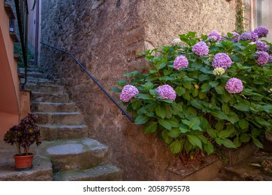 An Old Italian Street With A Bush Of Pink Flowers Against A Wall