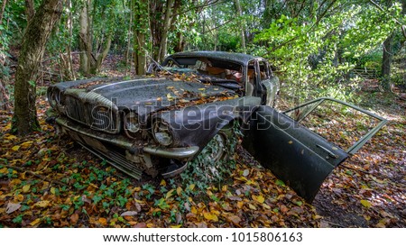 Old Jaguar in the woods