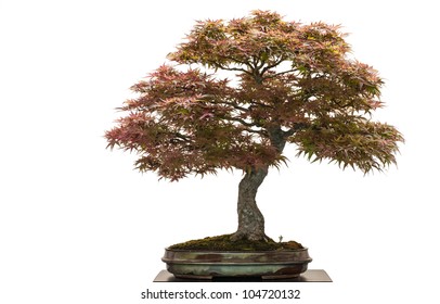 Old Japanese Maple Tree As Bonsai Is White Isolated