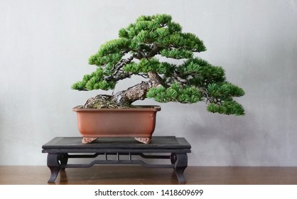 Old Japanese White Pine Bonsai For Show