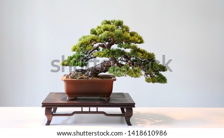 Old Japanese white pine bonsai