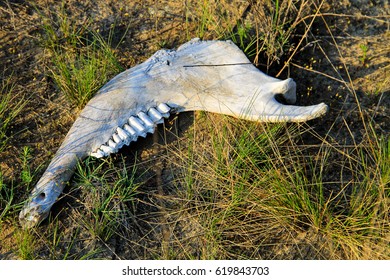 Old Jaw Bone Of Animal On Grass