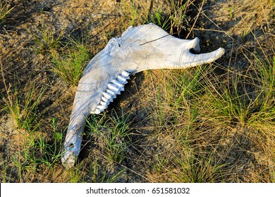 Old Jaw Bone Of Animal On Grass