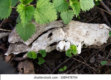 Old Jaw Bone On The Green Grass