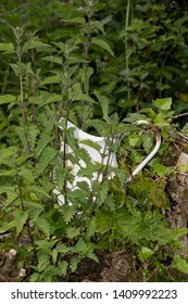 An Old Jug, Pot From Email Con Nettles Overgrown, Covered 