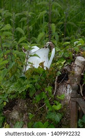 An Old Jug, Pot From Email Con Nettles Overgrown, Covered 
