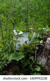 An Old Jug, Pot From Email Con Nettles Overgrown, Covered 