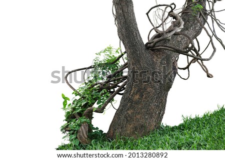 Old jungle tree trunk with climbing vines twisted liana plant and green leaves creeper flowering plant growing on green grass lawn hill isolated on white background, clipping path included.