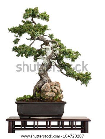 Old Juniper (Juniperus rigida) as bonsai tree is white isolated