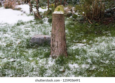 Old Juniper Stump In Garden.