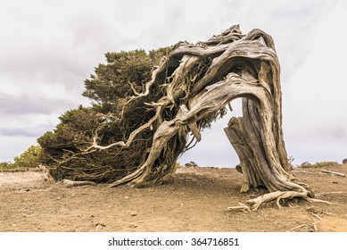 Old juniper tree El Sabinar of El Hierro island - Canary islands - Spain