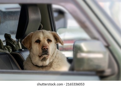 An Old Labrador Retriever Dog Looks At A Man Through A Car Window. The Traveler Is A Friend Of Man