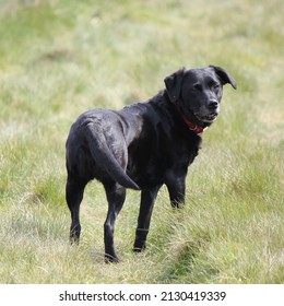 Old Lady Black Labrador Standing Looking Back