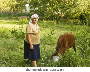 Old Lady Feeding Little Calf In Garden In Village.