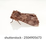 The Old Lady moth. Mormo maura. Big moth in a white background.