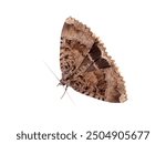 The Old Lady moth. Mormo maura. Big moth in a white background.