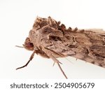 The Old Lady moth. Mormo maura. Big moth in a white background.