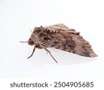 The Old Lady moth. Mormo maura. Big moth in a white background.