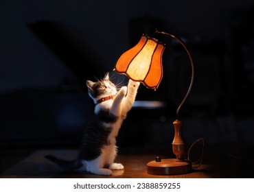 old lamp and munchkin kitten