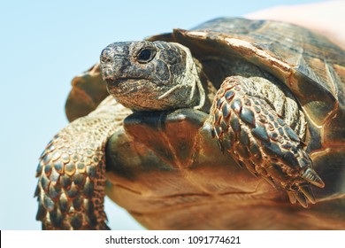 Closeup Asian Turtle Walking On Ground Stock Photo (Edit Now) 419587132