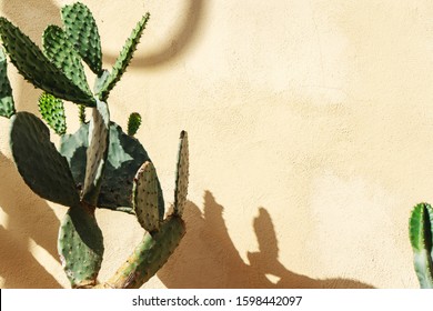 Old large cactus on the street with hard shadows on the background of old plaster texture wall. - Powered by Shutterstock