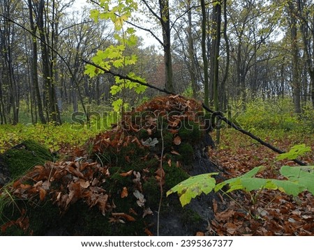 An old large stump overgrown with green thick forest moss is sprinkled with fallen autumn leaves in the middle of an oak-hornbeam forest. The subject of autumn and beautiful landscapes.