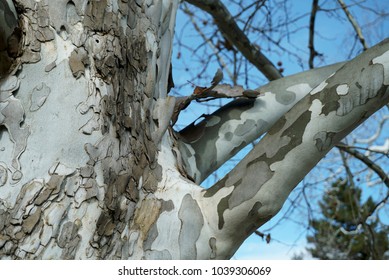 Sycamore Tree Bark Hd Stock Images Shutterstock