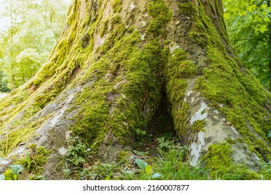 Old Large Tree With Roots Outward, With Gap Between Roots, Hole Under Root, Overgrown With Moss, Against Blurred Background Of Mysterious Rainforest. Powerful Roots Of Ancient Plane Tree 