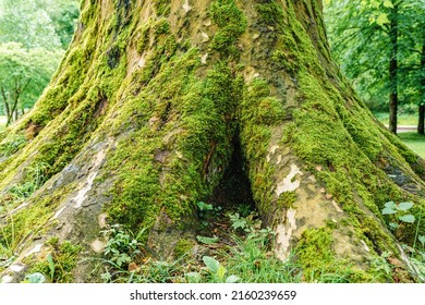 Old Large Tree With Roots Outward, With Gap Between Roots, Hole Under Root, Overgrown With Moss, Against Blurred Background Of Mysterious Rainforest