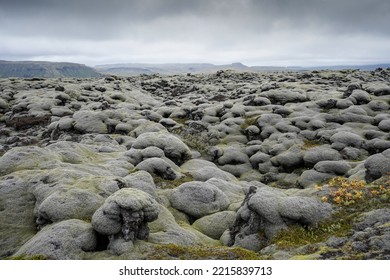 Old Lava Field  With Lichen And Moss In Iceland.