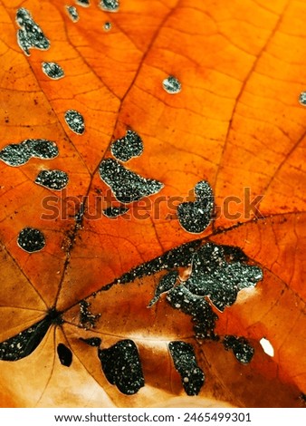 Similar – Image, Stock Photo After the rain Plant Earth