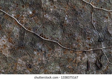 Old leaf macro texture. 