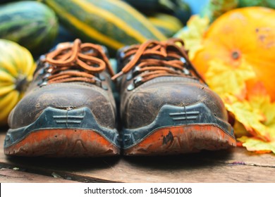 old leather work boots with thick soles on the background of a crop of zucchini and yellow pumpkin. Selective focus on toe of shoes